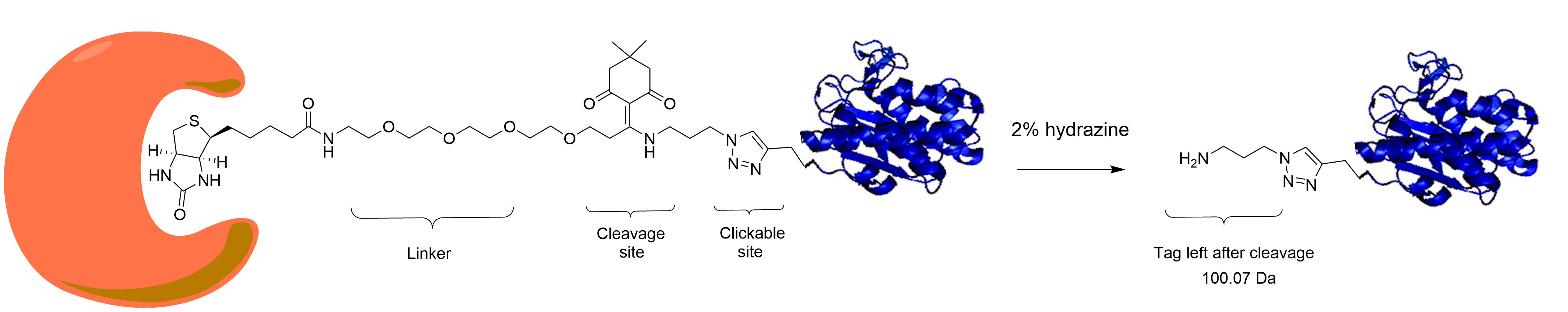 Dde-Biotin-Azide-Scheme