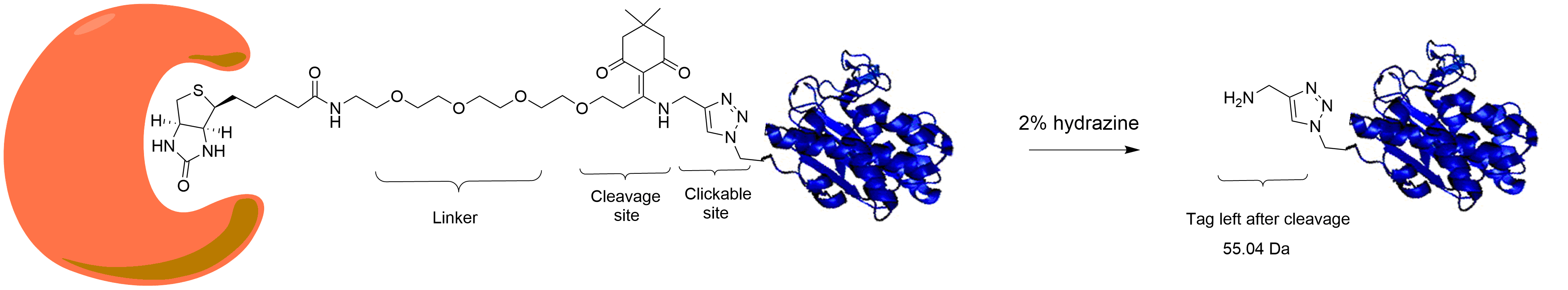 Dde-Biotin-Alkyne-Scheme